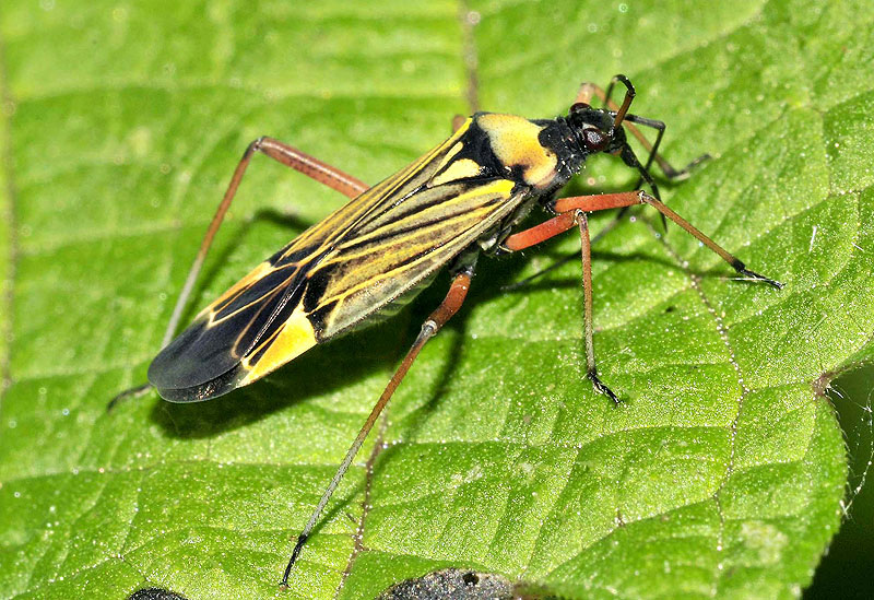 Miridae da conf.